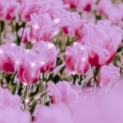 Wall Mural - pink tulip sparkle floral background image