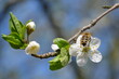 Pszczoła na kwitkach