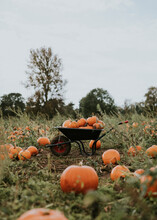 Halloween Pumpkins In A Wheelbarrow Dark Autumn Mood