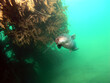 Unterwasserfotograf im Kulkwitzer See