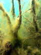 Unterwasserlandschaft im Kulkwitzer See