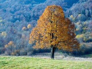 Sticker - forest