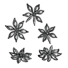 Hand Drawn Black And White Crosshatch Vector Illustration Of Five Star Anise In Different Views. No Background.