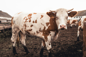 Cows on the form. Milk, meat production. Household animals.