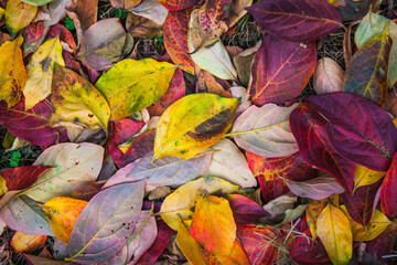 Sticker - autumn leaves background