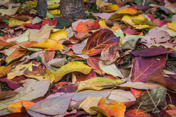 Sticker - autumn leaves background