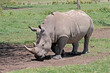 © AGAMI - Northern White Rhinoceros, Ceratotherium simum cottoni