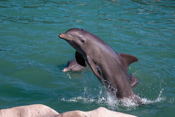 Dolphins playing in a water park for people's amusement, Riviera Maya, Mexico.