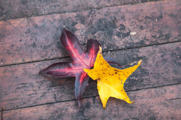 Wall Mural - maple leaf on a surface