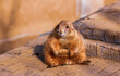 © eli - Close up of a black-tailed prairie dog sitting on the ground