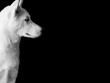 portrait of white husky dog looking to the right. Isolated on black background