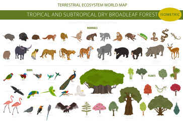 Tropical and subtropical dry broadleaf forest biome, natural region infographic. Seasonal forests. Animals, birds and vegetations ecosystem isometric 3d design set