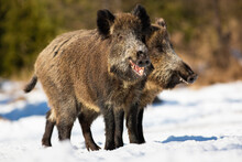 Two wild boars, sus scrofa, standing on meadow in winter sunny nature. Pair of brown mammals feeding on snowy field on sunlight. Hairy animals chewing and looking around on snow.