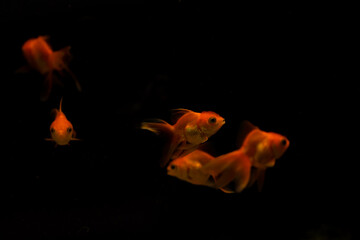 goldfish isolated on black background. Beautiful aquarium fish