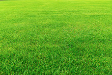 Green Grass As An Abstract Background Close Up.