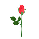 Fototapeta Tulipany - Red rose bud with green stem and leaves isolated on white background. Vector illustration of beautiful flower in cartoon flat style.