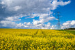 Pole kwitnącego rzepaku w słoneczny dzień w tle przewody i maszty elektryczne wysokiego napięcia, chmury i niebieskie niebo w Polsce.