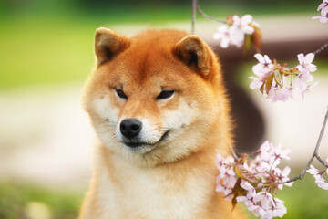 Wall Mural - Close-up portrait of red shiba inu dog on cherry blossom's background. Japanese shiba dog and blooming sakura. Hanami