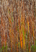 500-19 Half Day Woods Grasses