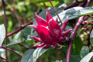 Wall Mural - Red Roselle plant in the garden.Known as Jamaica or Carcade plant.( Hibiscus sabdariffa )