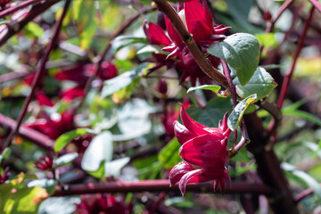 Wall Mural - Red Roselle plant in the garden.Known as Jamaica or Carcade plant.( Hibiscus sabdariffa )