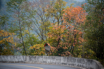 Wall Mural - Amazing autumn landscape at Wudang Mountain.