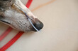 © German - Detalle de un hocico de perro, raza whippet