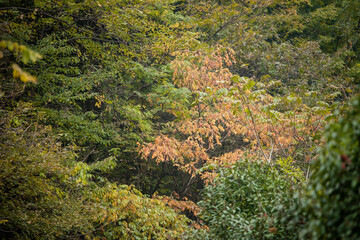 Wall Mural - Amazing autumn landscape at Wudang Mountain.