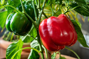 Red pepper plant on the garden