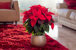 © Max Roquer - Planta Poinsettia en un tiesto plateado sobre una alfombra roja durante el atardecer en una sala de estar moderna