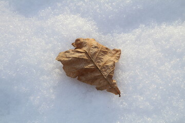 oak leaf in the snow