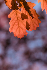 Wall Mural - Autumn oak leaves.