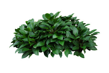 Poster - Green leaves hosta plant bush, lush foliage tropic garden plant isolated on white background with clipping path.