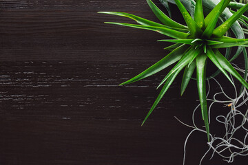 Wall Mural - Tillandsia with Spanish Moss on Wood Background