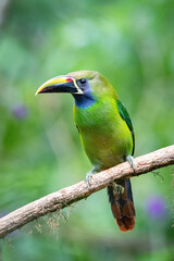 Wall Mural - Aulacorhynchus prasinus, Emerald toucanet The bird is perched on the branch in nice wildlife natural environment of Costa Rica