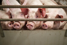 Young Pigs In Hog Farms, Pig Industry
