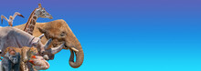 Banner With Most Vulnerable Wildlife Animals In Africa, Rhino, Cheetah, Gorilla, Giraffe, Elephant, Seabirds And Flamingo At Blue Sky Gradient Background With Copy Space For Text, Closeup, Details.