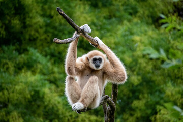 White hand gibbon hanging from a tree branch