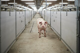 Fototapeta Tęcza - Sow pig standing in a stable.