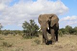 Fototapeta Do akwarium - Afrikanischer Elefant / African elephant / Loxodonta africana