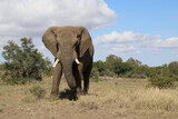 Fototapeta Do akwarium - Afrikanischer Elefant / African elephant / Loxodonta africana