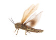 The Egyptian grasshopper or Egyptian locust isolated on white background, Anacridium aegyptium