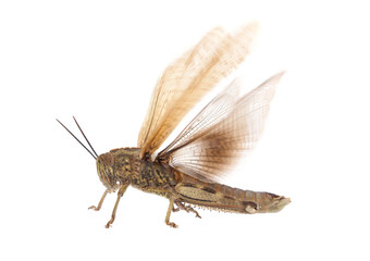 The Egyptian grasshopper or Egyptian locust isolated on white background, Anacridium aegyptium