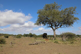 Fototapeta  - Schwarzfersenantilope und Afrikanischer Elefant / Impala and African elephant / Aepyceros melampus et Loxodonta africana