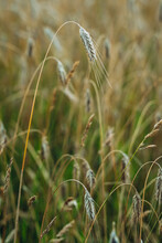 Close Up Of Crops In Field