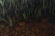 Close Up Of Grass Growing In Water