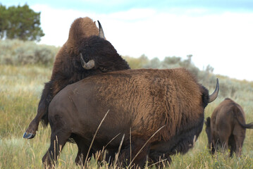 Wall Mural - American Bison, bull buffalo during the rut