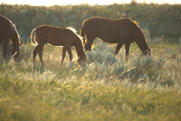 Wall Mural - Wild Horses, horses back lite in the badlands