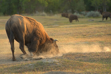 Wall Mural - American Bison, buffalo bull rolling in the dirt