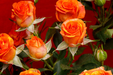 Poster - bouquet of orange roses on a red background